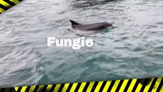 Fungie the Dolphin, Dingle