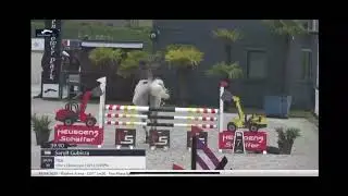 Ilco - 2013 gelding  lvl 1.35m - Sarolt Gubicza