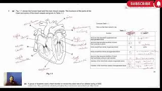 Human Heart Structure & Function + Pulse Rate During Exercise  Exam Question Explained  A & O Level