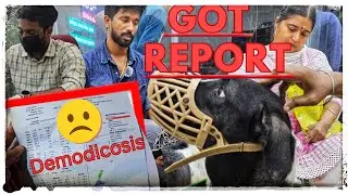 அம்மா என்கிட்ட சொல்லாம Condition severe agidichi🙁 #vikmanvibes #malaysia #amma #dog #disease #vlog