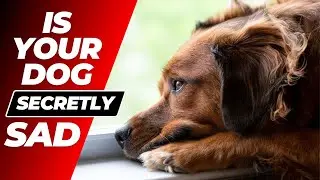 У вашей собаки депрессия? 7 тревожных признаков, которые вы ОБЯЗАНЫ знать!