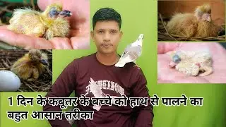 1 दिन के कबूतर के बच्चे को खाने में क्या दें // food for baby pigeons #pigeon #kabootar