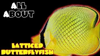 All About The Latticed Butterflyfish