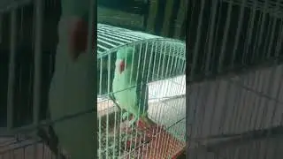 parits 🦜 Taking 🦃#parites #love #subhanallah