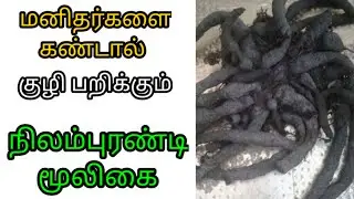 Nilampurandi | நிலம் புரண்டி