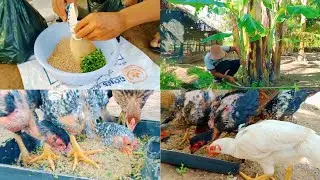Easy way to make chickens like food, eat more, and grow faster.