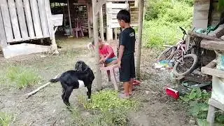 Beli 🐐 kambing  untuk  Qurban