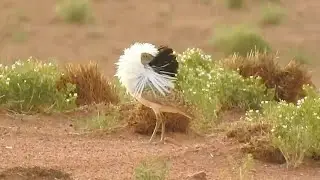 The Houbara Bustard Is A Silly Bird