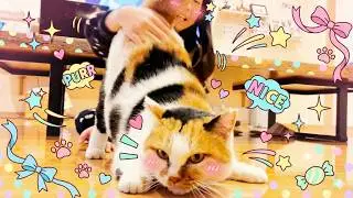 三毛母猫を床暖付きの部屋に招き入れたら大興奮して沢山お喋りしてくれました…笑[三毛母猫]