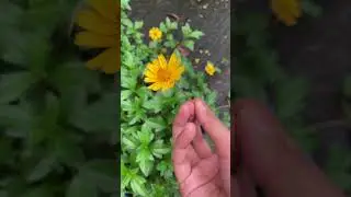 #flowers #daisy #yellow