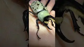 Finding BUGS while blacklighting in northern Arizona #insects #bugs #wildlife #creatures #entomology