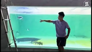 Incredible of Aquarium Setup: Betta Fish, Goldfish, Tropical and Koi Fish Care Tips #135