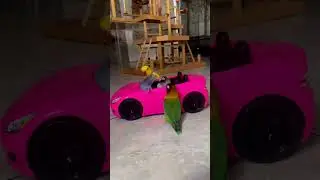 Bean&rsquo;s ride 😆🐦🚗 #parrottok #parrotsoftiktok #birdtok #CapCut #lovebirds #indianringneck #birdcar