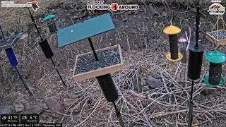 12/16/2025 - Bird Feeder Livestream from Flocking Around HQ