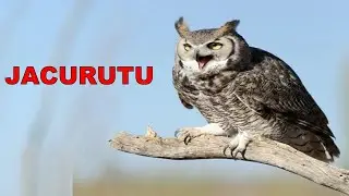 Jacurutu #avesdobrasil #corujas #birds #birdsounds #nature #aves #birdlife