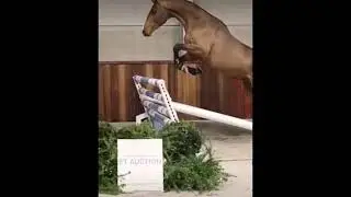 Free jumping horses 🐎 #viral #equestrian #viral #shorts #riding #freejumping