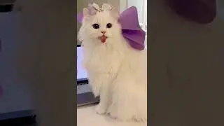 #cat#humor#memes#jokes#parody#comedy#юмор#цитаты#приколы#кот с юмором#рекомендации