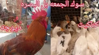 #رحت_للبصره صورت الدجاج 🐓نار السعار فحصت بيضات 🥚الشوكيه نصهن خربانات جبت سمان ☺️