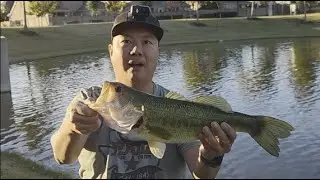 Father and daughter goes fishing in neighborhood ponds for some big bass!