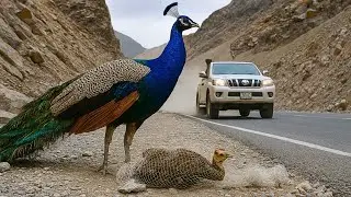 Rescuing a Peacock Chick Trapped in a Net - Heartwarming Moment