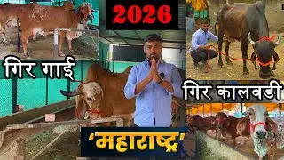 गुजरातच्या जातवाण गिर गाई मिळतात आता महाराष्ट्रात तेही योग्य दरात | Gir Cow For Sale in Maharashtra