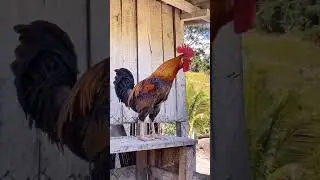We are watching the Denizli Rooster, the symbol of Denizli, which is famous for Turkey's crowing.