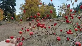 Doğadan Sofraya: Kuşburnu Marmelatı Yapımı 🍂💫 How to Make Rosehip Jam