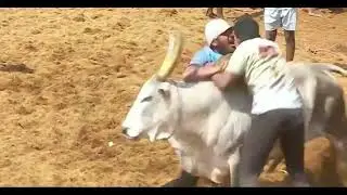 Jallikattu shorts #shorts  #short  #shortvideo #power #tamil  #tamilnadu   #trending #valimai