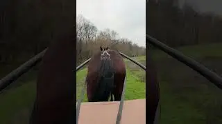 Cu apa si focul nu te joci!! Iar a crescut raul Neajlov dar din fericire nu a iesit din matca! #cai