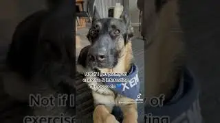 Funny dog : Questions for GSD #funnydog