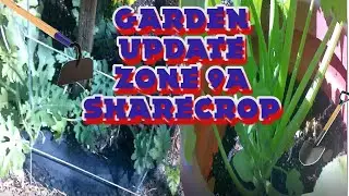 Spring Garden Update Late April 2022 Sharecrop North Florida Zone 9a