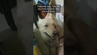 coco the super dog . lord shiva's favourite animal #viral #adorable #dog #pets #hindu  #subscribe us