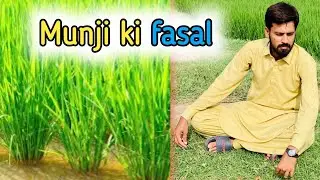 Moonji ki fasal | Dhery ki kamal entry | MB 628