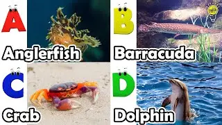 ABC Sea Animals song | Learn Alphabets | English and Animals for Kids | #anglerfish