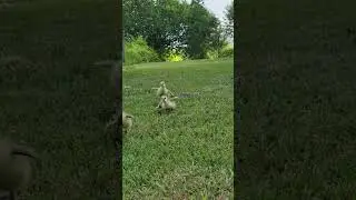 New Goslings running to 