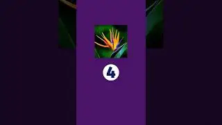 Guess The Flower Name (Part -5) #flyinformation #ytshorts #quiz #flowers names  #shorts #shortvideo