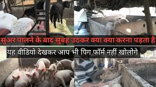 Yah video dekhkar aap bhi pig farming nahi karoge #beral video##