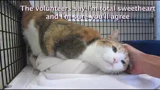 Kuna, a super sweet 11-year old female