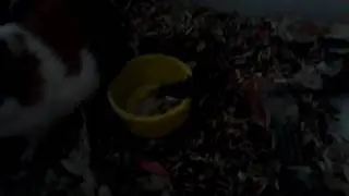 Mi bello g&uuml;imo