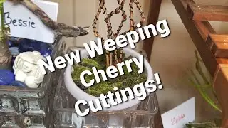 New Weeping Cherry Cuttings! - Growing Crazy With Jeanette - S1 E 11