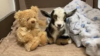 Goat Rejects Baby Goat