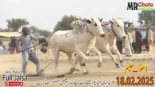 Highlights Bull 🐂 Race Dhook Haleem || Amazing 😍 Bull Race #pakistanibullrace