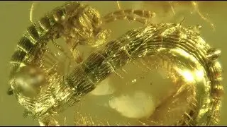 Burmanopetalum inexpectatum - a 99-million-year-old millipede trapped in amber