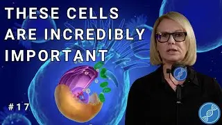 Mitochondria the Powerhouses of the Human Body