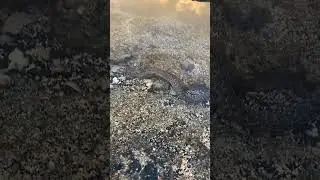 Hawaiian Eel Tidepool #hawaii #automobile #konahawaii #travel #hawaiianguitar #ukulele #sr20det