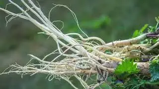 The Remarkable Health Benefits of Nettle Root 