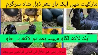 Ayam cemani Fraud Alert | Ayam cemani business in Pakistan | DR.ASIF