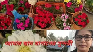 আমার ছাদ বাগানের সুন্দরীরা। Winter seasonal flower garden l