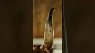 Narvalul