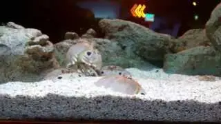 Dancing Crab @siam paragon ocean world | Calappa calappa Box Crab